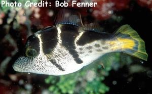  Paraluteres prionurus (Blacksaddle Filefish, False Puffer)
