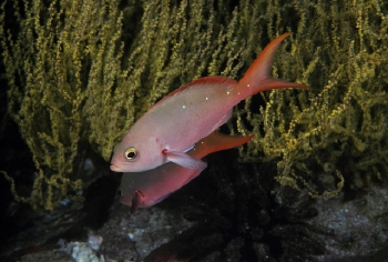  Paranthias colonus (Pacific Creole-Fish)