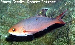  Paranthias furcifer (Creole-Fish)