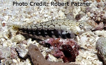  Parapercis cylindrica (Cylindrical Sandperch)