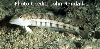  Parapercis robinsoni (Smallscale Grubfish)