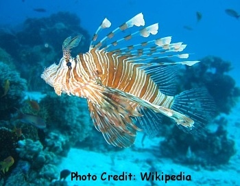  Parapterois heterurus (Blackfoot Lionfish, Blackfin Lionfish)