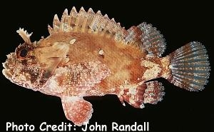  Parascorpaena mossambica (Mozambique Scorpionfish)