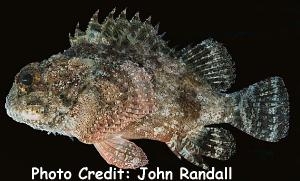  Parascorpaena picta (Northern Scorpionfish)