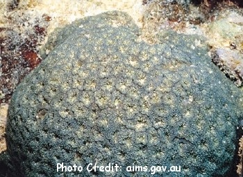  Parasimplastrea sheppardi (Pineapple Coral)
