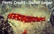  Parastichopus californicus (California’s Red Sea Cucumber)