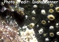 Parazoanthus catenularis (Brown Sponge Zoanthids)