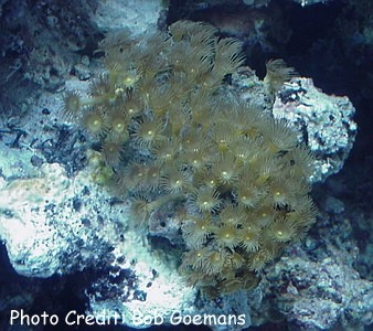  Parazoanthus gracillis (Yellow Polyps, Colonial Yellow Polyps)