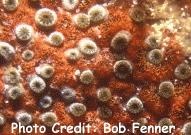  Parazoanthus parasiticus (Sponge Zoanthids)