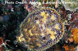  Parribacus antarcticus (Sculptured Slipper Lobster)