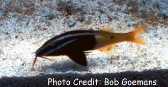  Parupeneus barberinoides (Bicolor Goatfish, Half and Half Goatfish)