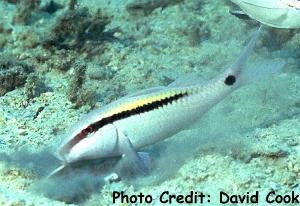  Parupeneus barberinus (Dash and Dot Goatfish)