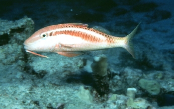 Parupeneus chrysonemus (Yellow-threaded Goatfish)