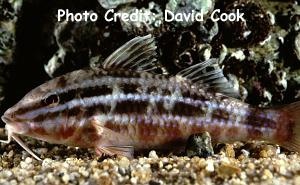  Parupeneus ciliatus (Whitelined Goatfish, Red Goatfish)