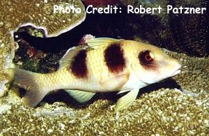  Parupeneus crassilabris (Doublebar Goatfish, Twobarred Goatfish)