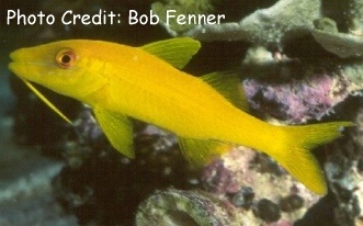  Parupeneus cyclostomus (Gold-saddle Goatfish, Yellow Goatfish)