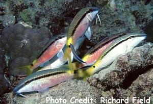  Parupeneus forsskali (Red Sea Goatfish)