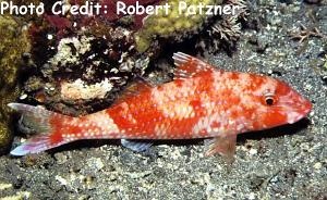  Parupeneus heptacanthus (Redspot Goatfish, Cinnabar Goatfish)