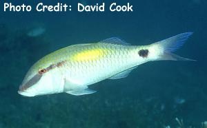  Parupeneus indicus (Indian Goatfish, Yellowspot Goatfish)