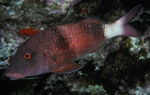  Parupeneus insularis (Twosaddle Goatfish)