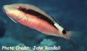  Parupeneus macronemus (Longbarbel Goatfish)