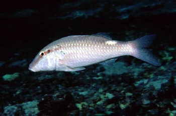  Parupeneus margaritatus (Pearly Goatfish)