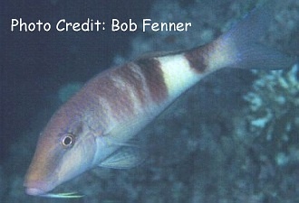  Parupeneus multifasciatus (Manybar Goatfish)