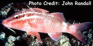  Parupeneus porphyreus (Whitesaddle Goatfish)