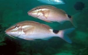  Parupeneus rubescens (Rosy Goatfish)
