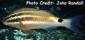  Parupeneus spilurus (Blackspot Goatfish)