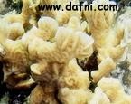  Pavona danai (Cactus Coral)