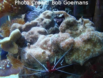  Pavona decussata (Lettuce Coral, Leaf Coral, Frilly Coral)