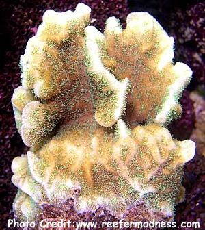  Pavona frondifera (Lettuce Coral)