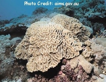  Pectinia lactuca (Lettuce Coral)