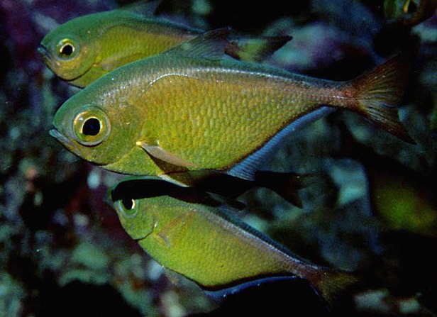  Pempheris schwenkii (Black-stripe Sweeper)