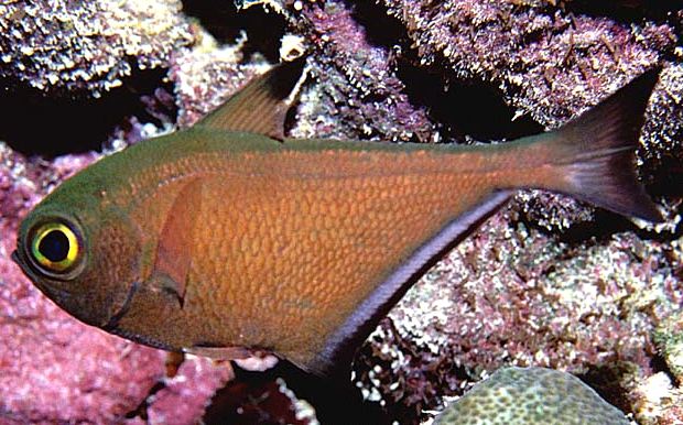  Pempheris vanicolensis (Vanikoro Sweeper)