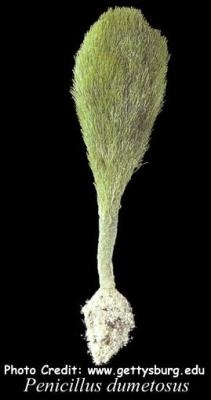  Penicillus dumetosus (Neptune's Shaving Brush)