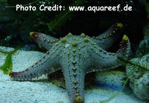  Pentaceraster mammillatus (Common Knobbed Star, Multicolored Knobbed Sea Star)