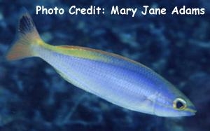  Pentapodus aureofasciatus (Yellowstriped Threadfin Bream)