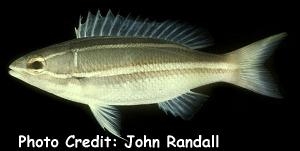  Pentapodus bifasciatus (Whiteshoulder Whiptail)