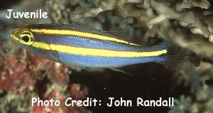  Pentapodus caninus (Small-toothed Whiptail)