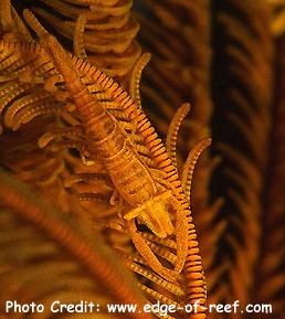  Laomenes amboninensis (Crinoid Shrimp)