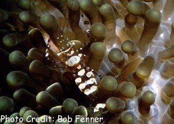 Ancylocaris brevicarpalis (Pacific Clown Anemone Shrimp)
