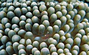  Actinimenes inornatus (Anemone Shrimp)