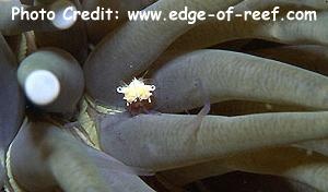  Cuapetes kororensis (Mushroom Coral Ghost Shrimp)