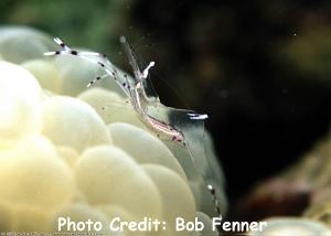  Anclyomenes longicarpus (Cleaner Shrimp)