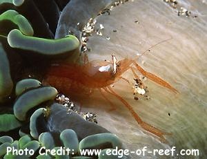  Panulirus ornatus (Ornate Shrimp)