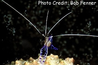  Ancylomenes pedersoni (Caribbean Anemone Shrimp, Pedersons Cleaner Shrimp)