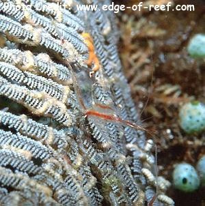  Manipontonia psamathe (Transparent Commensal Shrimp)