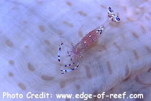  Ancylomenes sarasvati (Cleaner Shrimp)